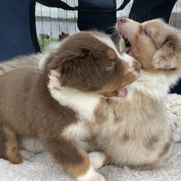Australian Shepherd Puppies from Quiet Cove Kennels