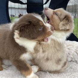 Australian Shepherd Puppies from Quiet Cove Kennels