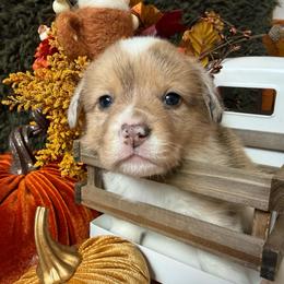 Spice - Sable merle and white female American Corgi puppy in Paxton, Illinois from McGovern Family Corgis