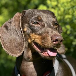 Iris - Dachshund