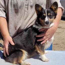 Tulip - Pembroke Welsh Corgi