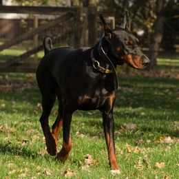 Doberman Pinscher and French Bulldog All Grown Up from The Defender Farm