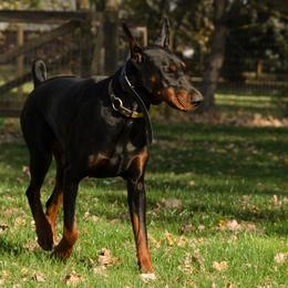 Doberman Pinscher and French Bulldog All Grown Up from The Defender Farm