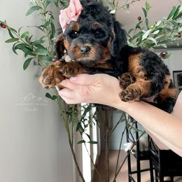 Bernedoodle and Cavapoo Puppies from Wonderful World Doodles