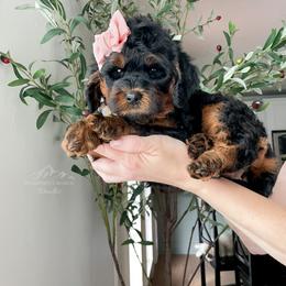 Bernedoodle and Cavapoo Puppies from Wonderful World Doodles