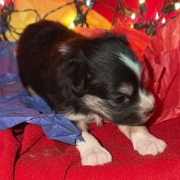 Black tri girl 2 - Black tri female Toy Australian Shepherd puppy in Springfield, Missouri from Donnie's Miniature & Toy Australian Shepherds