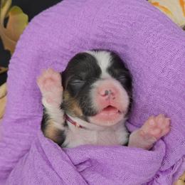 Eowyn(1950.00)(please check your spam if you are emailing us) - Black and tan female Pembroke Welsh Corgi puppy in Dickeyville, Wisconsin from J&R Shepherds & Corgis
