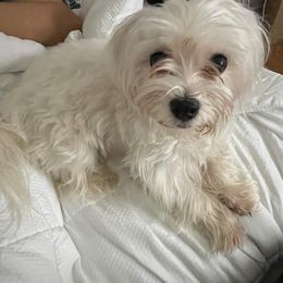 Maltese and Yorkshire Terriers from Paw Paradise 82
