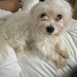 Maltese and Yorkshire Terriers from Paw Paradise 82