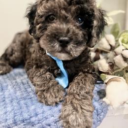Goldendoodle Puppies from True Friend Doodles