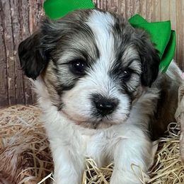 Green Collar Boy - male Cavapoochon puppy in Waterford, California from Windy Hill Doodles