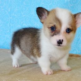 Australian Cattle Dog and Pembroke Welsh Corgi Puppies from Heelers in Texas