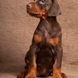 Doberman Pinscher Puppies from Stand Alone European Dobermans