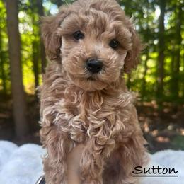 Sutton - Red  male Poodle puppy in Traverse City, Michigan from Riyem Wildflower Farms