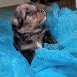 Jelly Bean - Blue merle male Pomeranian puppy in Clarksville, Tennessee from Bee Mine Maltipoos and Pomeranians