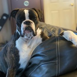 Boxer All Grown Up from Fitzgerald’s Boxers