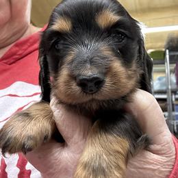 Baby boy - Black and tan male Dachshund puppy in Franklinton, North Carolina from Wildwynn Dachshunds