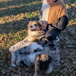 Australian Shepherd Puppies from Winter River Farms Australian Shepherds