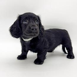 Clover (solid black) - Black male Dachshund puppy in Waddell, Arizona from Neu Doxies