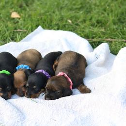 Dachshund Puppies from Iowa Dachshunds