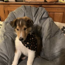 Collie Puppies from Cold Mountain Collies