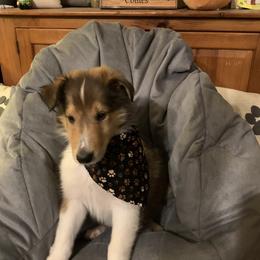 Collie Puppies from Cold Mountain Collies