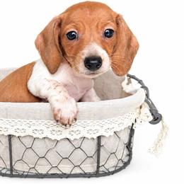 Scarlet - Piebald female Dachshund puppy in Florida from Barkvenger Dachshunds