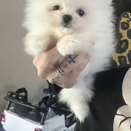 Pomeranian Puppies from Glitzypoms