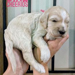 Cheerios - Cream female Goldendoodle puppy in Cambridge, Minnesota from Country Meadow Doodles