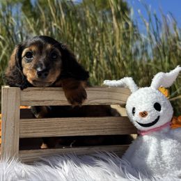 Cucumber - Sable female Dachshund puppy in Alice, Texas from Crimson’s longhair Dachshunds
