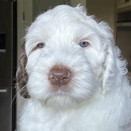 Rome - Chocolate male Australian Labradoodle puppy in Chuluota, Florida from Delano Australian Labradoodles