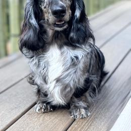Indigo - Dachshund