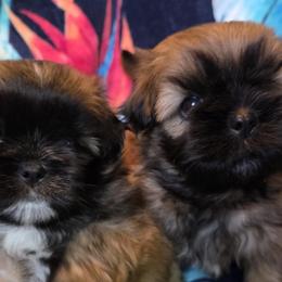 Pomeranians and Shih Tzus from Strictly Shih-Tzu