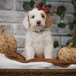 Driftwood (Gray) - Fawn and white female Sheepadoodle puppy in Newport Beach, California from High Desert Doodles