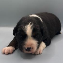 MaryKate - Black tri-color female Australian Shepherd puppy in New Boston, New Hampshire from Painted Pup Australian Shepherds