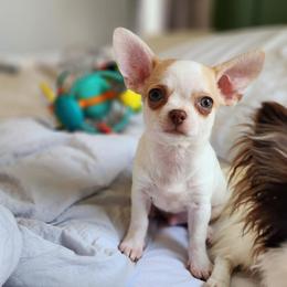 Chihuahua and Shih Tzu Puppies from Cuties 4 You