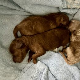Cavapoo Puppies from Jorden’s Cavapoo’s