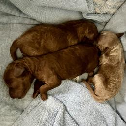 Cavapoo Puppies from Jorden’s Cavapoo’s