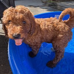 Goldendoodle Puppies from Ginger Doodles