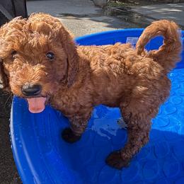 Goldendoodle Puppies from Ginger Doodles