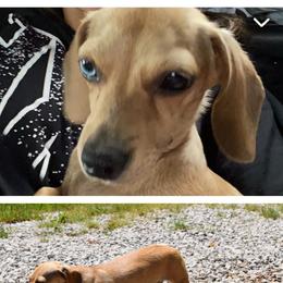 Helga - Dachshund