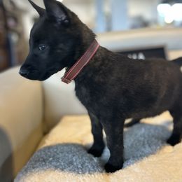 Dutch Shepherd Puppies from TecK9s