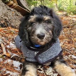 Goldendoodle Puppies from O’Hara Doodles