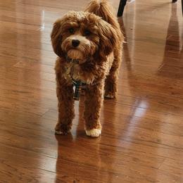 Cavapoo Puppies from Carolina Springs Breeding