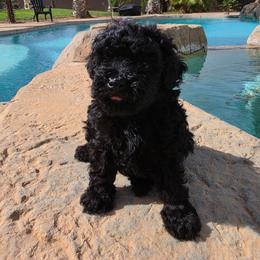 CARTER - Black male Poodle puppy in Hesperia, California from Sweetie Pie Poodles