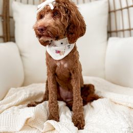 Cockapoos and Goldendoodles from Vino and Vespa Doodles