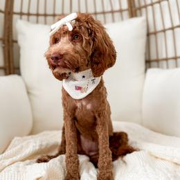 Cockapoos and Goldendoodles from Vino and Vespa Doodles