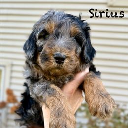 Sirius - Merle male Bernedoodle puppy in Midland, Michigan from Northern Charm Farm
