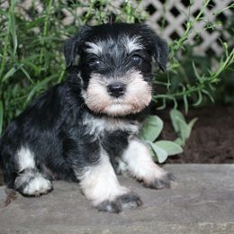Ariel DNA Clear - Black and silver female Miniature Schnauzer puppy in Rebuck, Pennsylvania from Sweet Pups