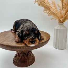 Goldendoodle Puppies from Posh Paws Puppies